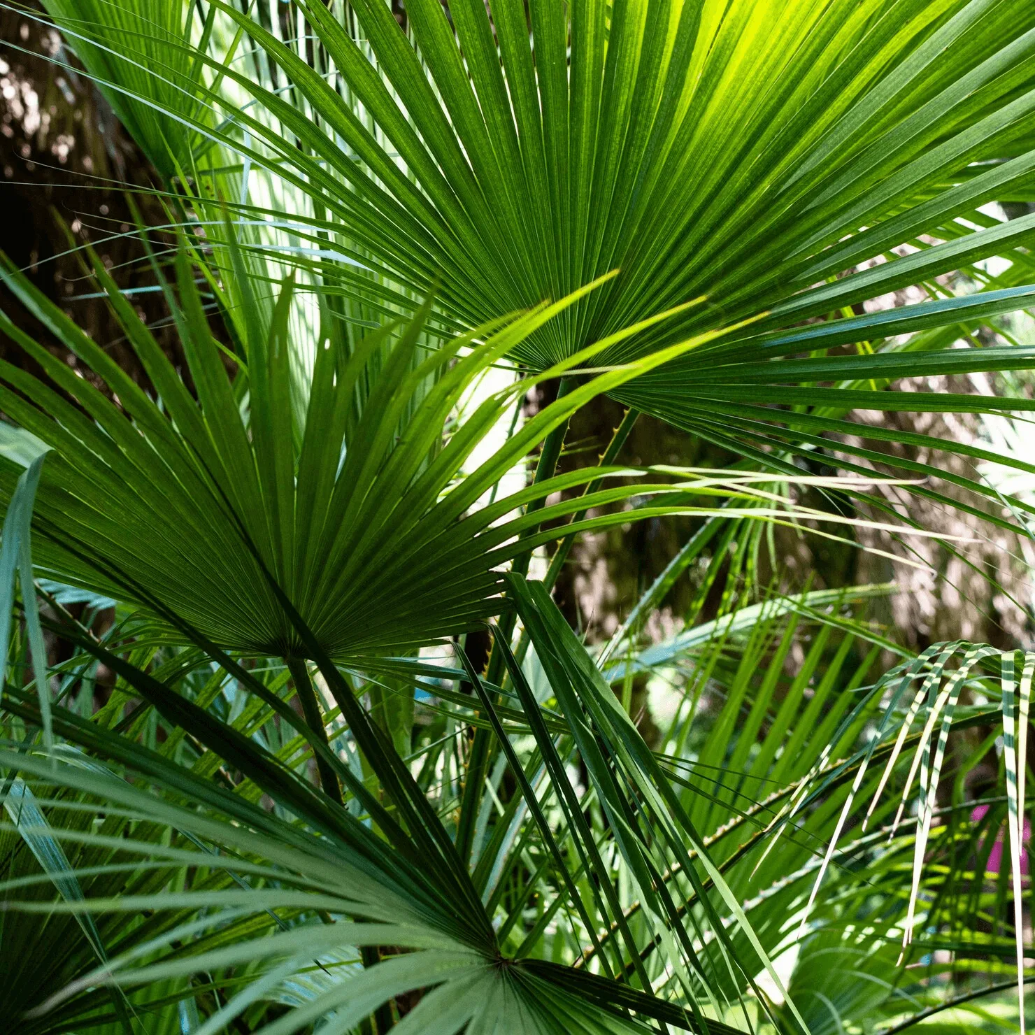Blom-Kentia-Palms