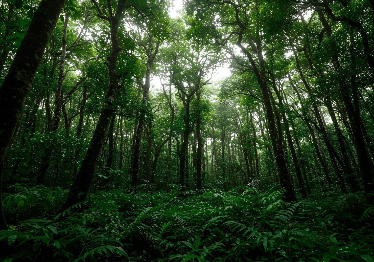 Nordic Forestry Research